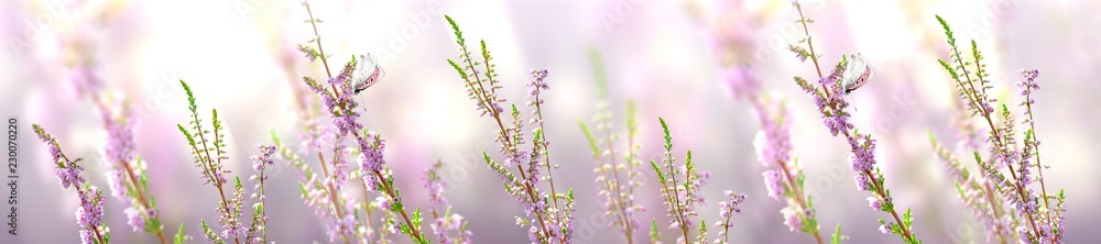 Fototapeta premium Horyzontalny sztandar z lawendowym kwiatem i motylem