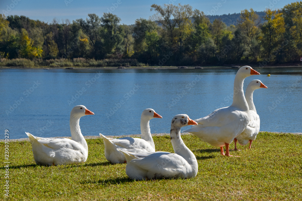 Un gruppo di cigni sulle sponde del lago maggiore Un gruppo di cigni sulle sponde del lago maggiore