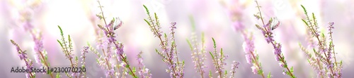 Horizontal banner with lavender flower and butterfly