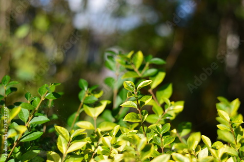 A close up of small leaves on a bush