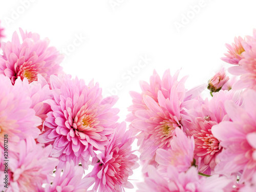  Flowers of chrysanthemum