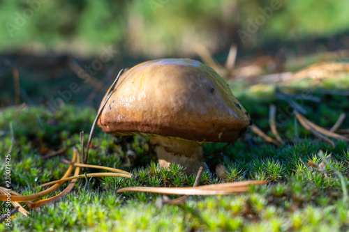 Wild mushrooms in forest