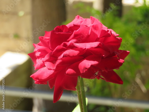 Blume 20