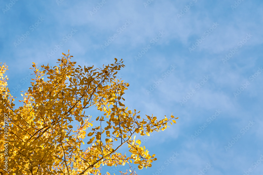 Branch of golden leaves against a blue sky. Copy space. Branch of golden leaves against a blue sky. Copy space.