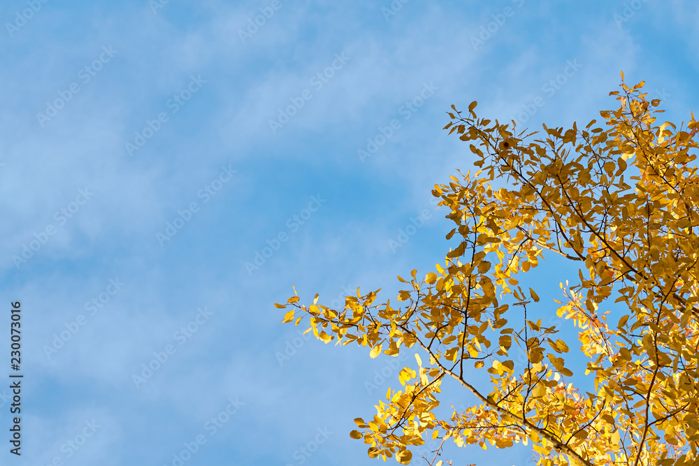 Fototapeta premium Branch of golden leaves against a blue sky. Copy space.