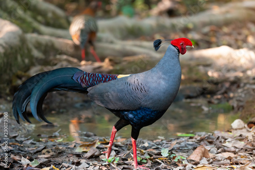 Siamese fireback pheasant male ..Beautiful pheasant with red mask and long cockscomb standing by a pond in tropical forest ,side view. photo