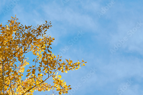 Branch of golden leaves against a blue sky. Copy space.