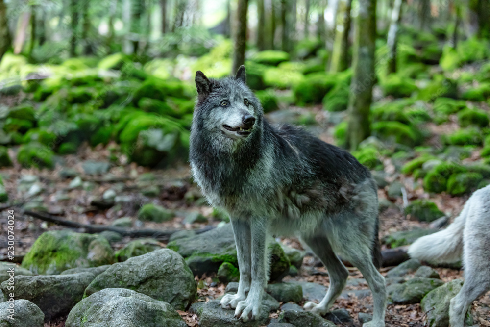 Fototapeta premium Loup du Canada