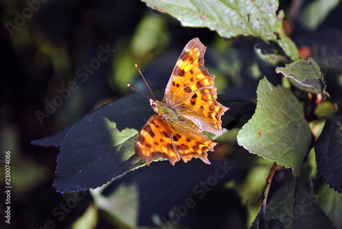 Aglais butterfly sitting on green leaf, soft blurry background photo