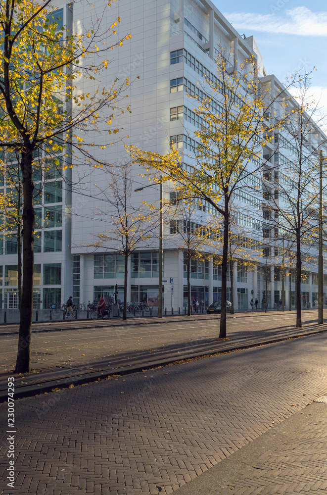 october trees infront of some modern buildings october trees infront of some modern buildings