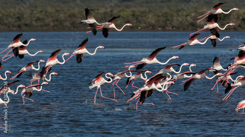 flock of flamingos