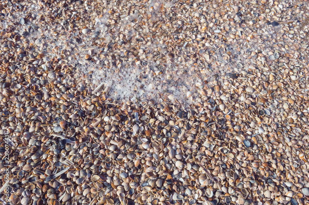 seashells on the Scheveningen Beach of Hague seashells on the Scheveningen Beach of Hague