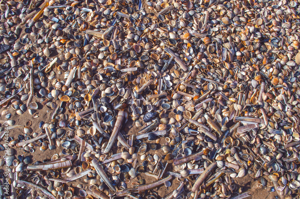 close up view of variety of seashells close up view of variety of seashells