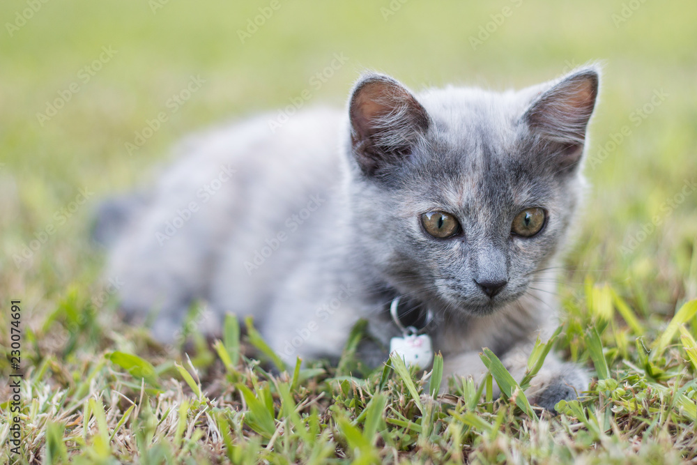 Sweet grey baby kitten playing in garden Sweet grey baby kitten playing in garden