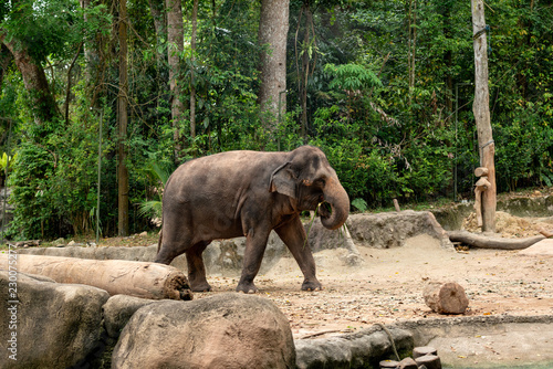 Elephant waling on the ground