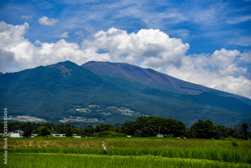 浅間山とサギ