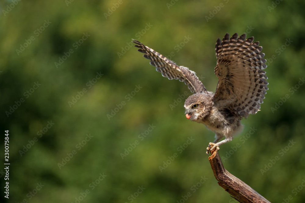 Obraz premium Burrowing owl