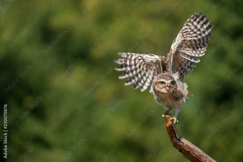 Fototapeta premium Sowa