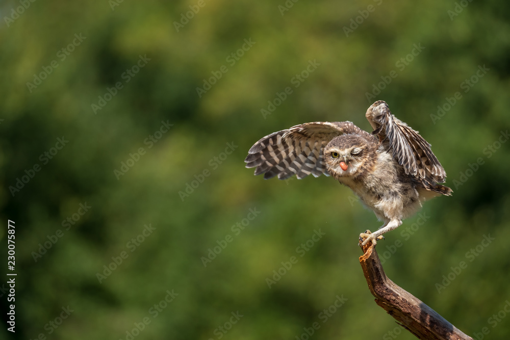 Fototapeta premium Burrowing owl