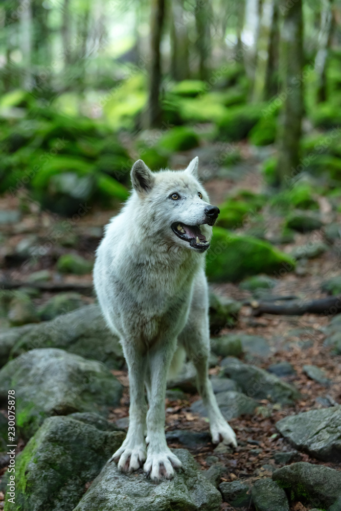 Fototapeta premium Loup du Canada