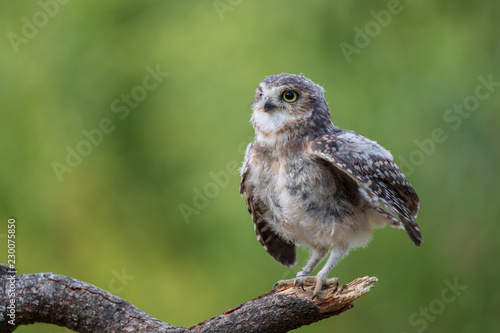 burrowing owl chick