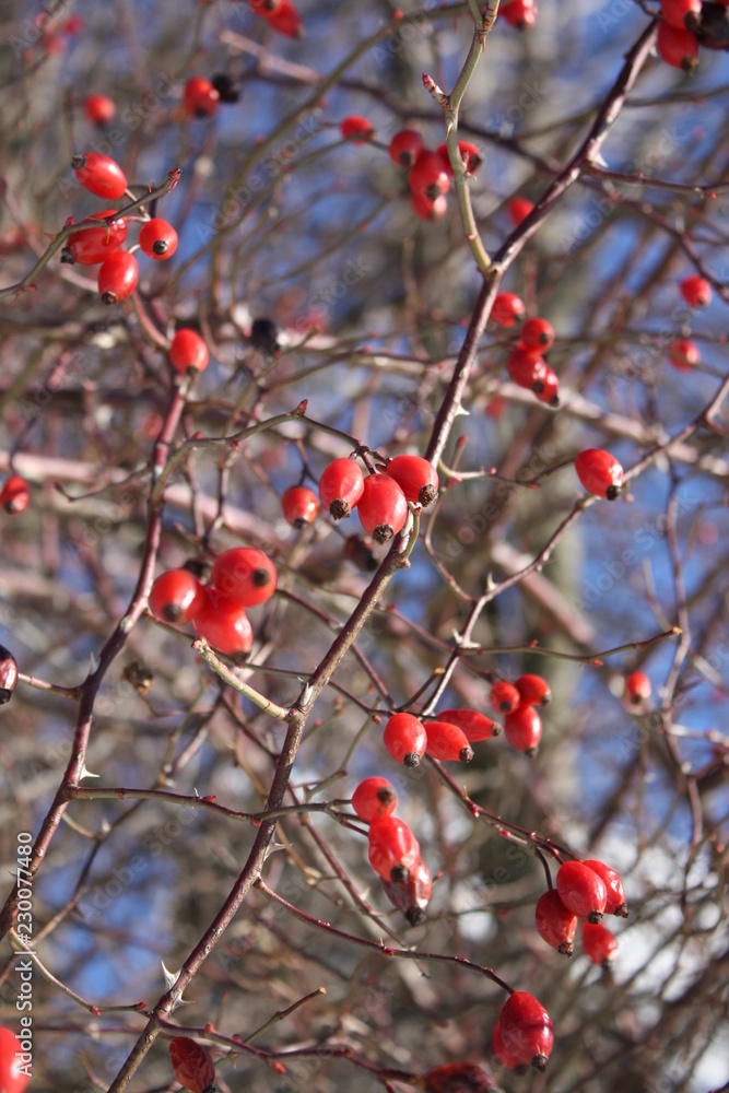 Rose-hip detail in winter bare branches. Red and blue colors. Rose-hip detail in winter bare branches. Red and blue colors.