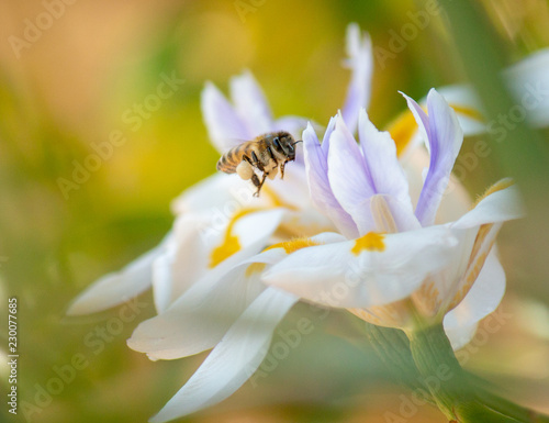 Bee & Lily © Ken