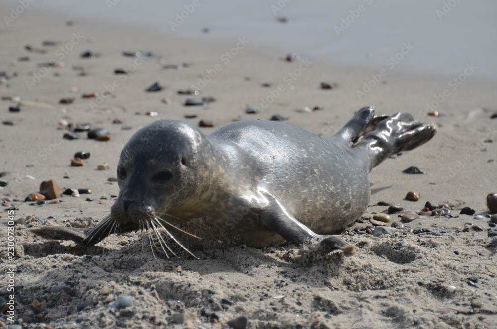 Fototapeta premium Foca