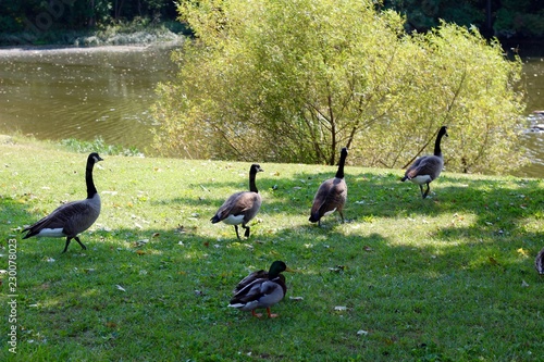 Fototapeta The geese in a row and the duck in the green grass.