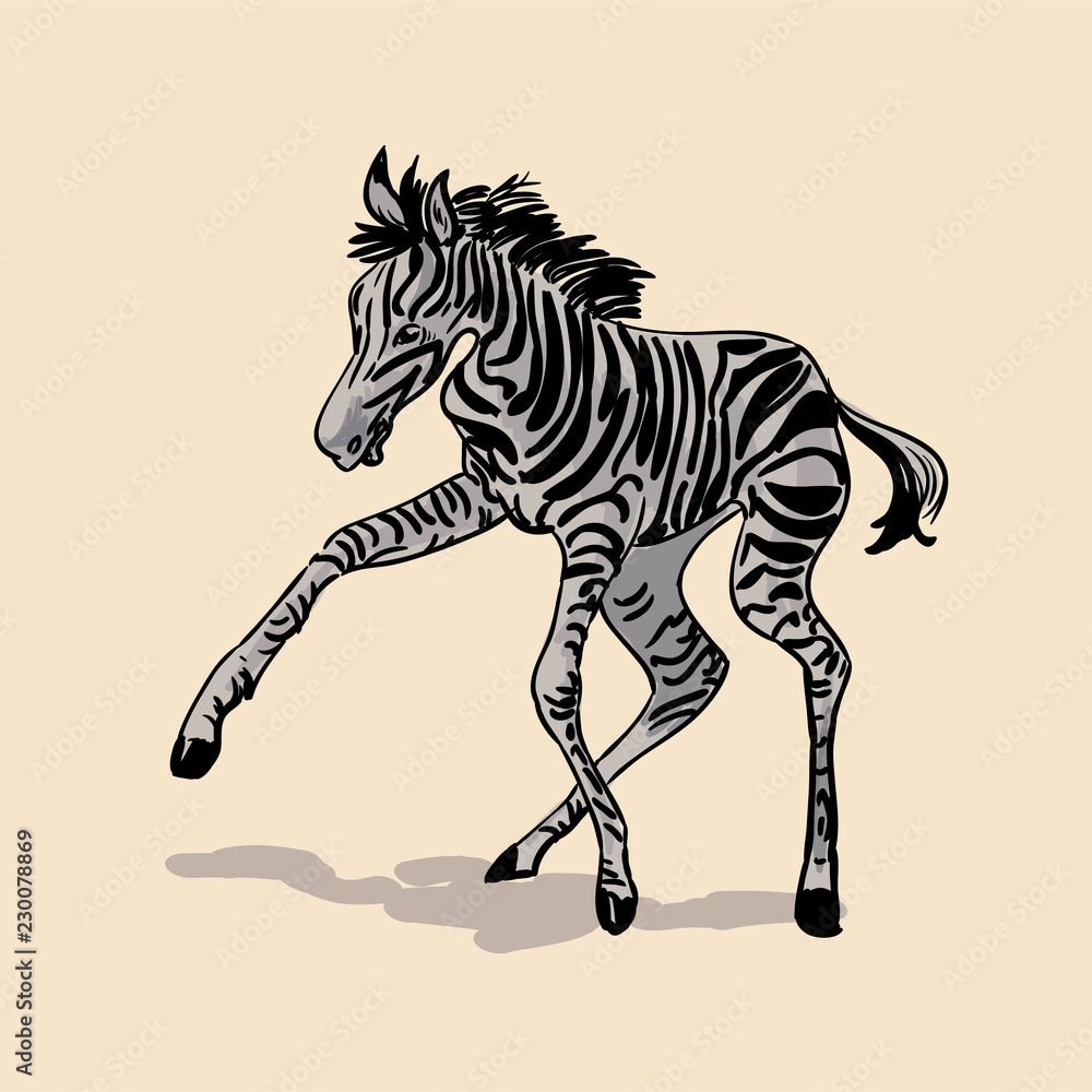 Obraz premium Little zebra is playing. Hand drawn realistic illustrations isolated on background. Vector doodle design. Savannah animals
