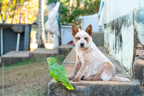Dog and parrot are cute partners in crime at a farm in central Brazil