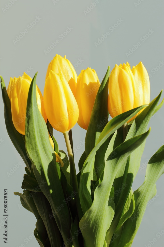 Naklejka premium bunch of yellow tulips, fresh nice flowers 
