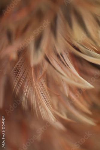 Blur Bird chickens feather texture for background Abstract  soft color of art design.