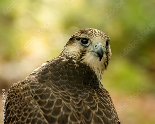 Kestrel