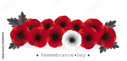 Fototapeta Naklejka Na Ścianę i Meble -  Remembrance day vector. Poppy flowers on white background illustration. 