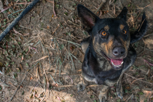 Dog staring the camera. Guaratinguetá, São Paulo, Brazil, 2018.