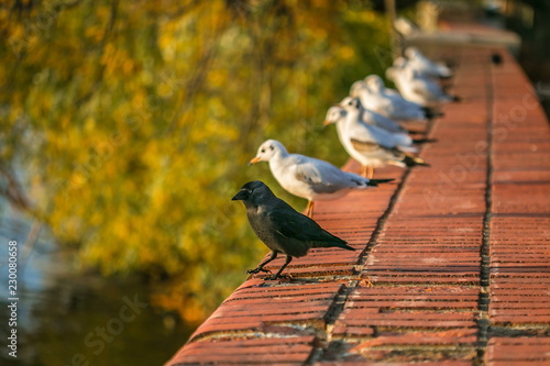 Black and grey jackdaw standing on red brick wall, white and grey seagulls standing behind, warm colorful autumn evening, blurry yellow, green and orange tree in background, city environment