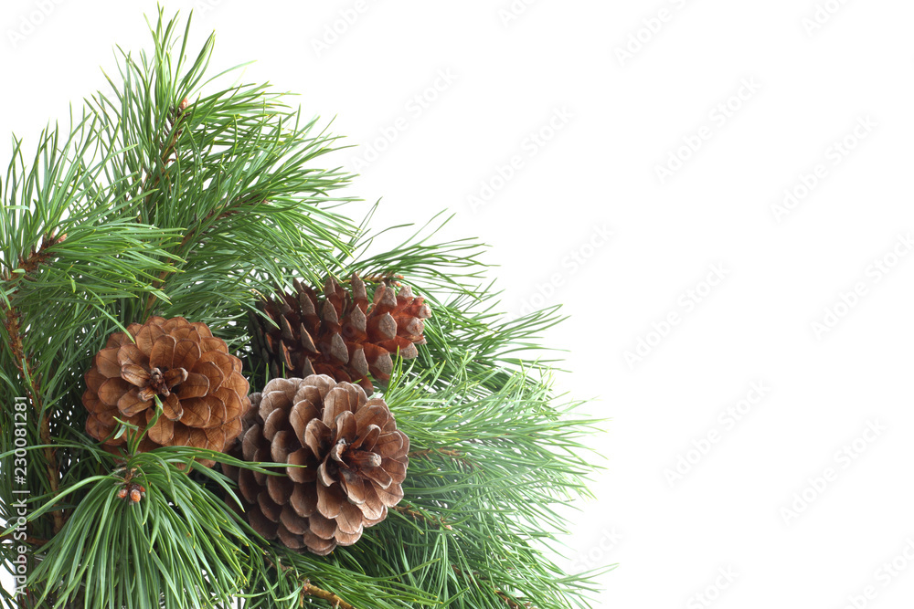 Fototapeta premium Pine tree on white