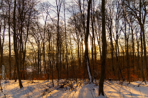 Sunrise in winter forest