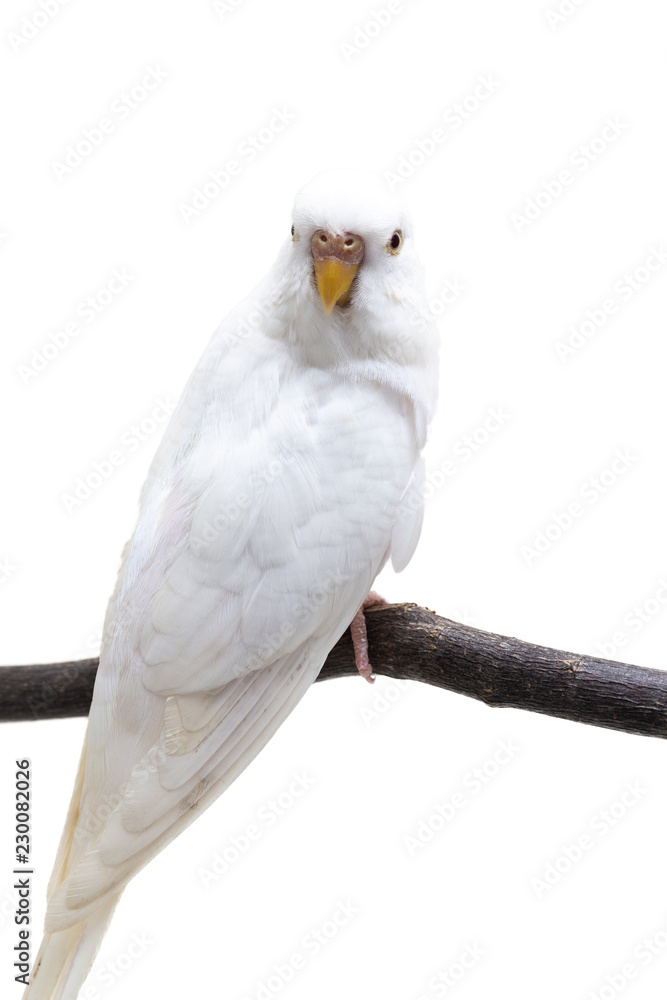 Fototapeta premium The white budgerigar bird
