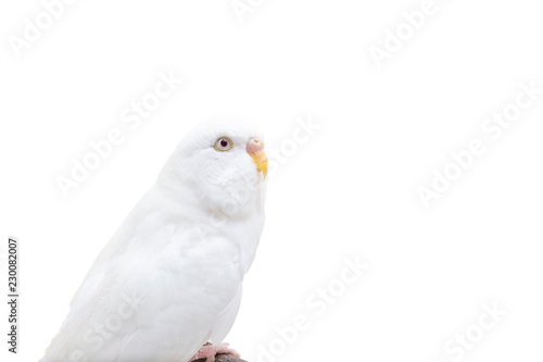 The white budgerigar bird