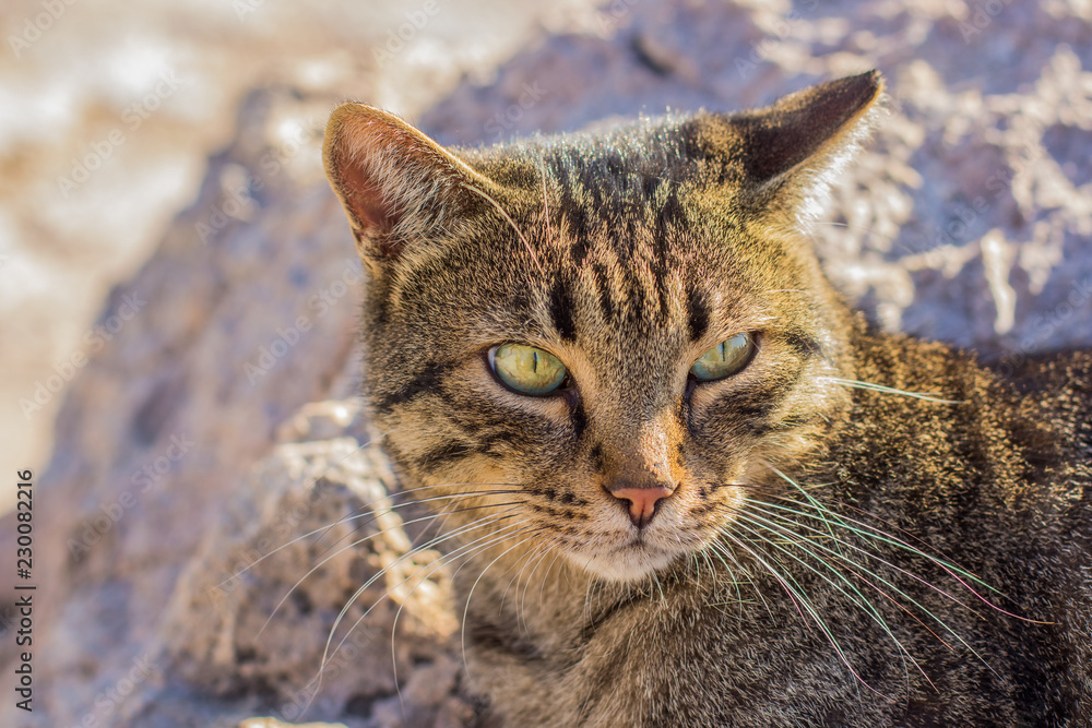 animal portrait street cat sit on stones and looking side ways