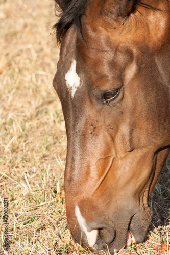 A close up of the mouth of a horse as it eats hay