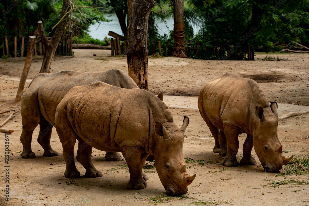 Rhinoceros Rhinoceros