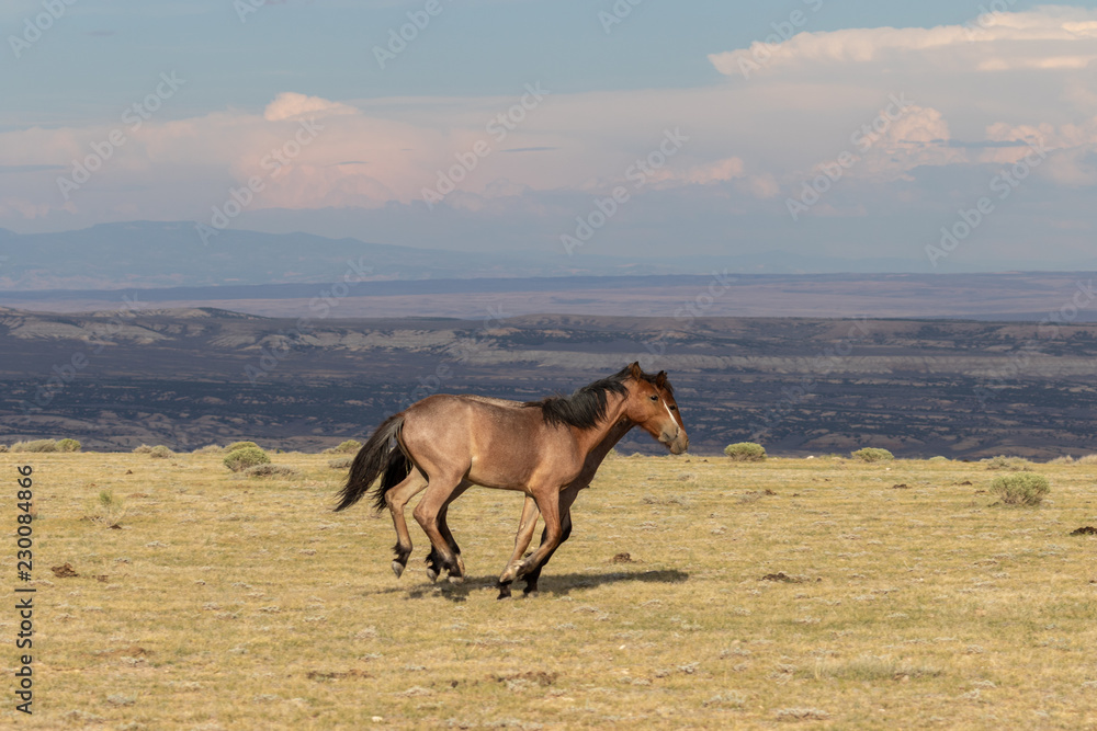 Naklejka premium Pair of Wild horses