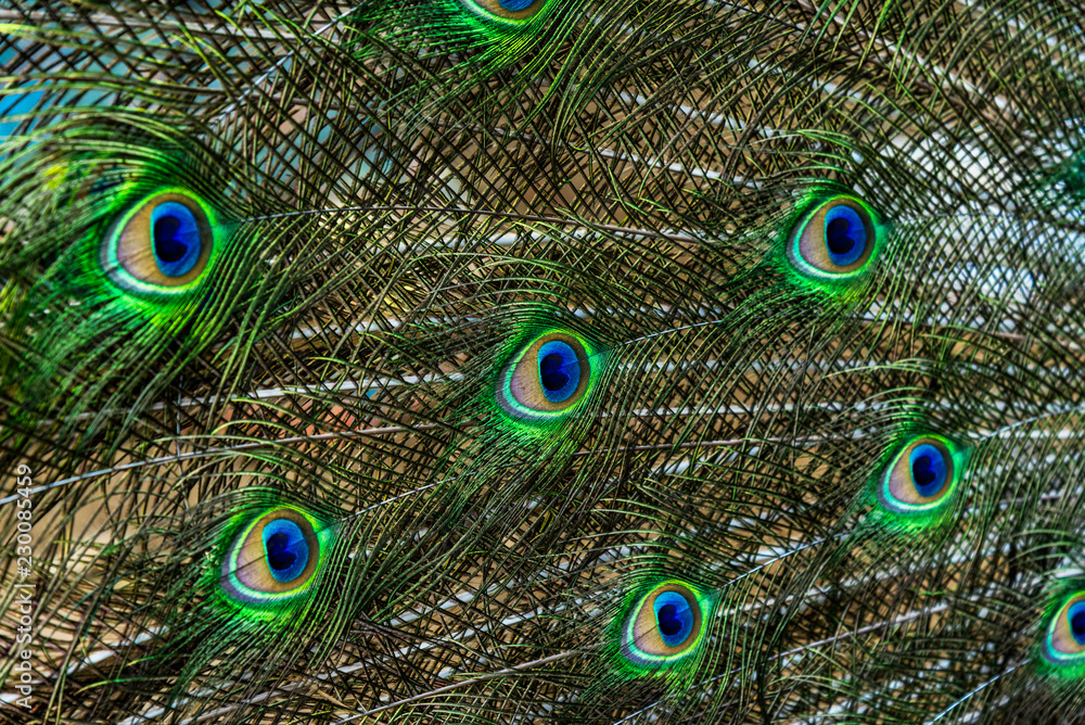 Obraz premium Male peacock feathers close up, abstract