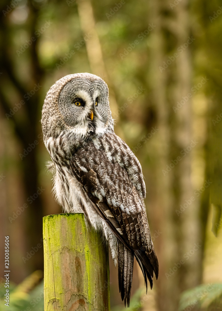 Fototapeta premium Great Grey Owl in captivity