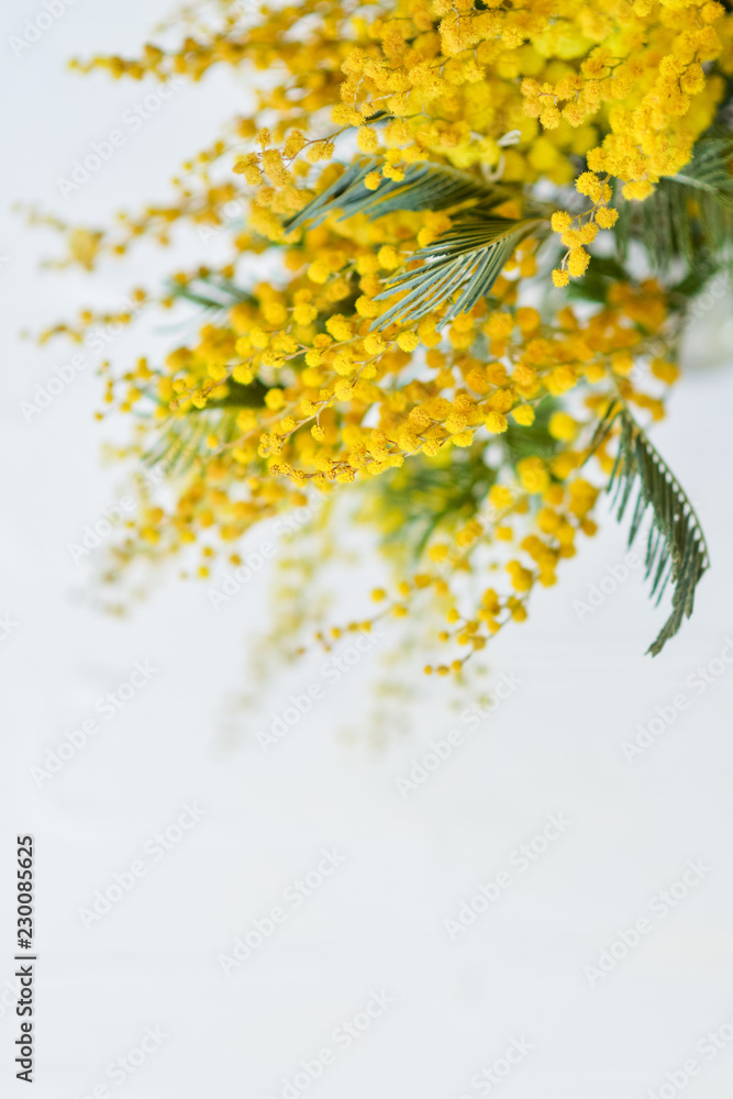 branch of a Mimosa on a light background, copyspace for your text: greeting card, blank, mockup, background for greetings on mother's day, international women's day branch of a Mimosa on a light background, copyspace for your text: greeting card, blank, mockup, background for greetings on mother's day, international women's day