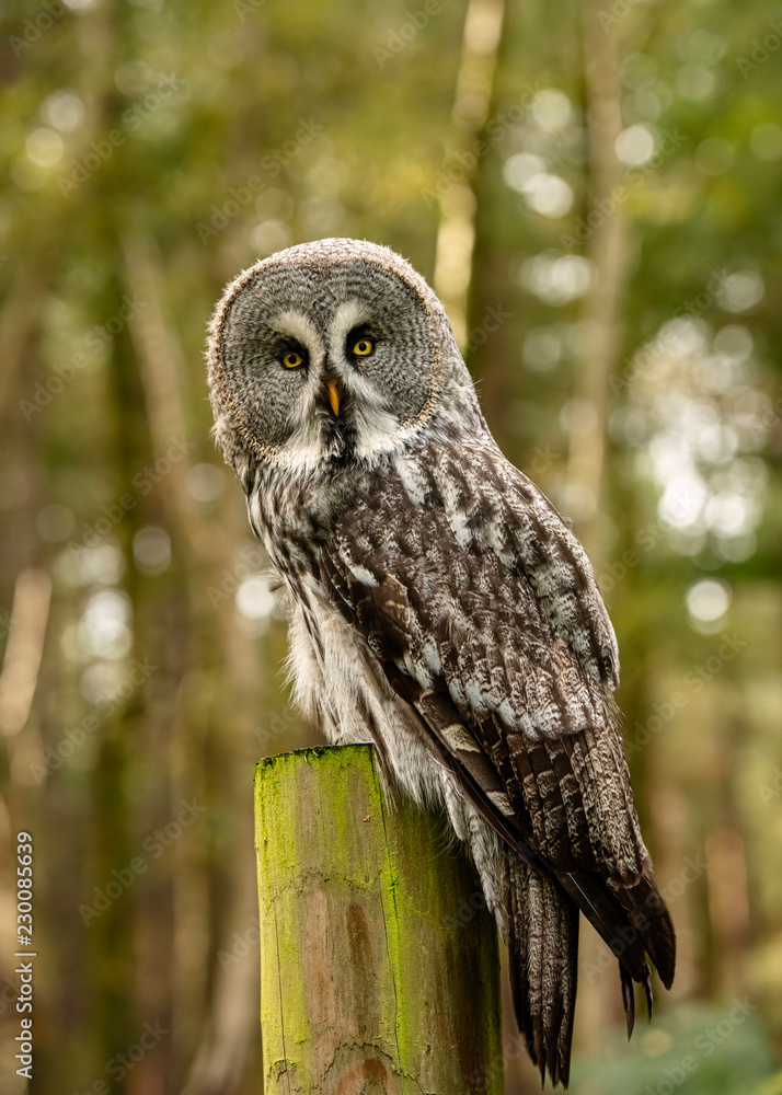 Fototapeta premium Great Grey Owl in captivity