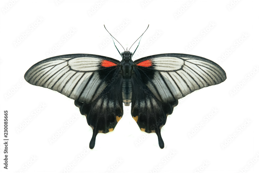 Obraz premium black butterfly isolated
